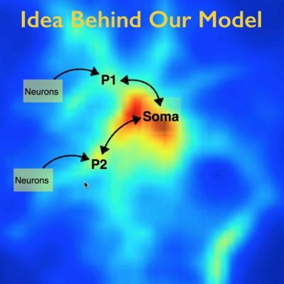 Multi-Compartmental Modeling of Astrocytes